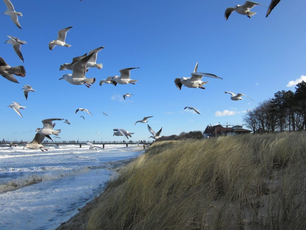 Vogelausguck Pramort (Zingst) Ostseeradweg